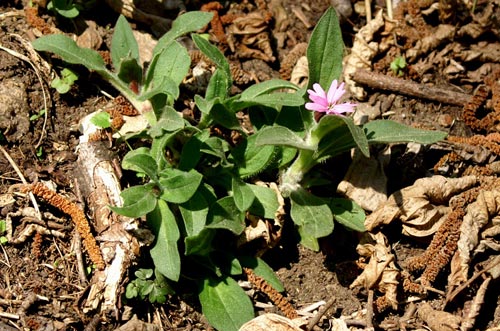 Silene dioica / Silene dioica