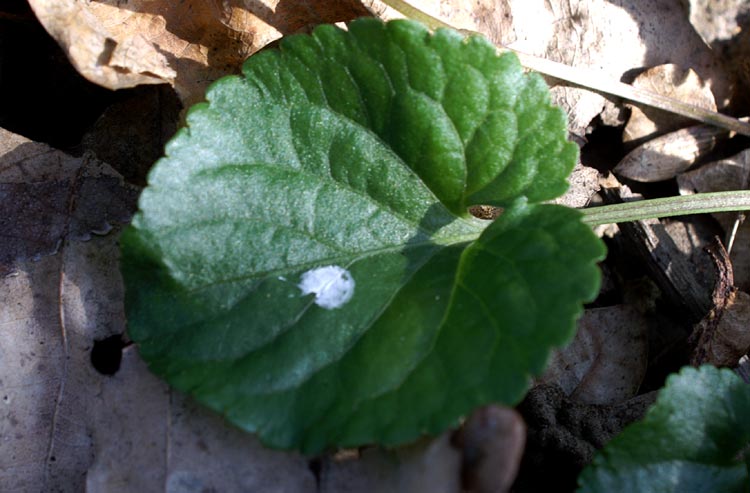 Viola cfr. odorata