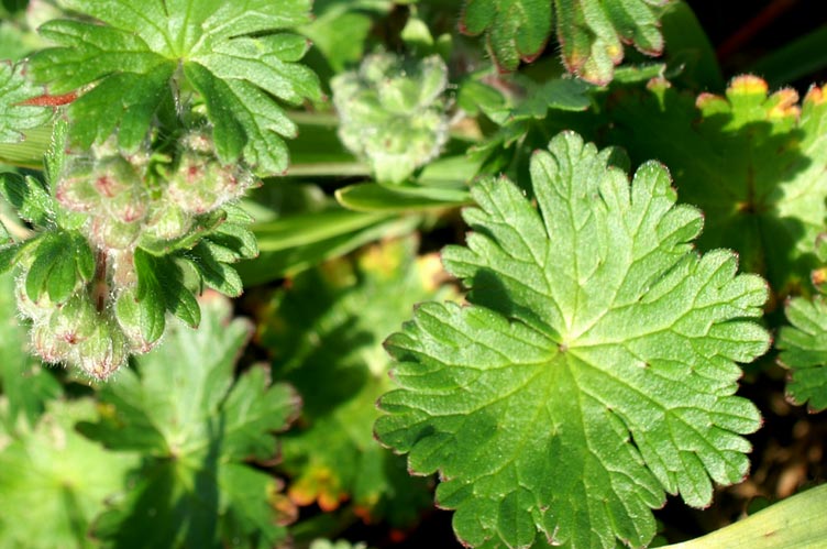 Geranium molle
