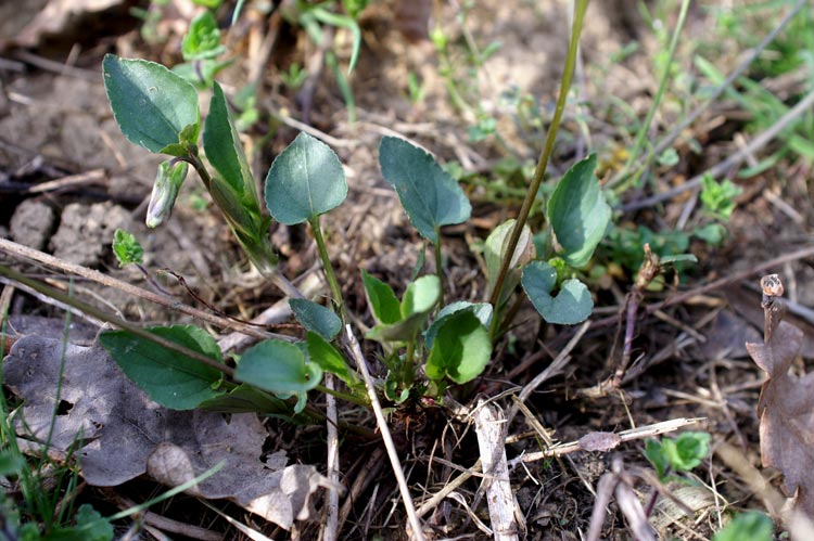 altra viola 2 -  Viola cfr.riviniana