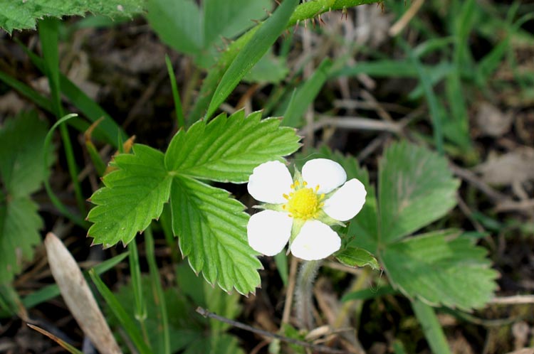 Fragaria vesca / Fragola