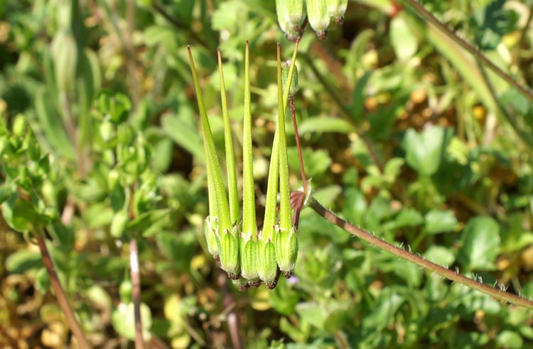 i frutti dell'' Erodium cicutarium