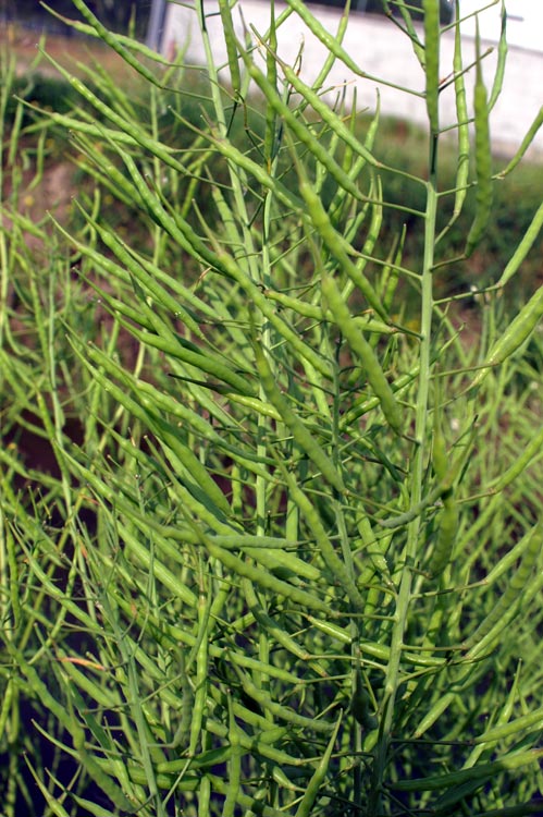 Crucifera - Brassica cfr. rapa.