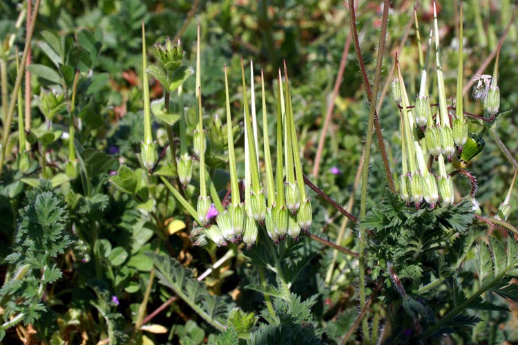 i frutti dell'' Erodium cicutarium