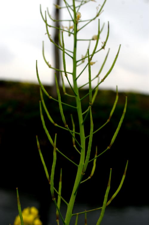 Crucifera - Brassica cfr. rapa.