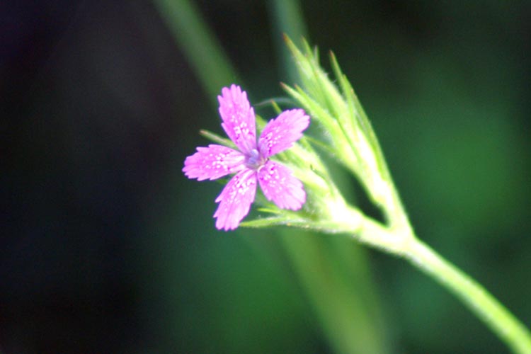 Dianthus armeria  / Garofano a mazzetti