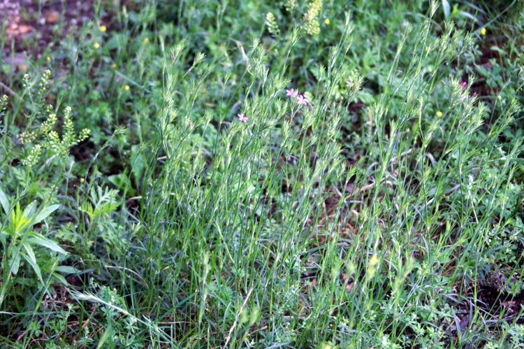 Dianthus armeria  / Garofano a mazzetti