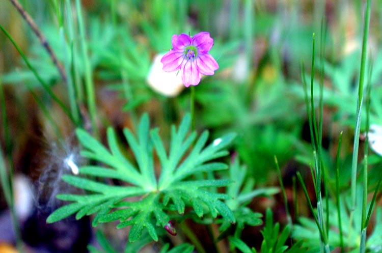 Geranium columbinum / Geranio colombino