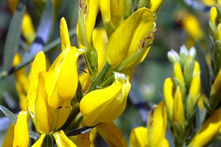 Genista tinctoria