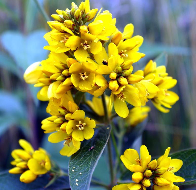 Lysimachia vulgaris / Mazza d''oro comune