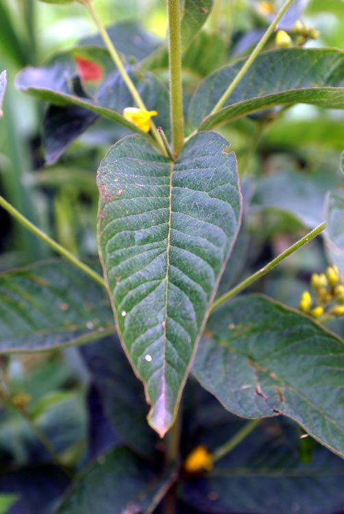 Lysimachia vulgaris / Mazza d''oro comune