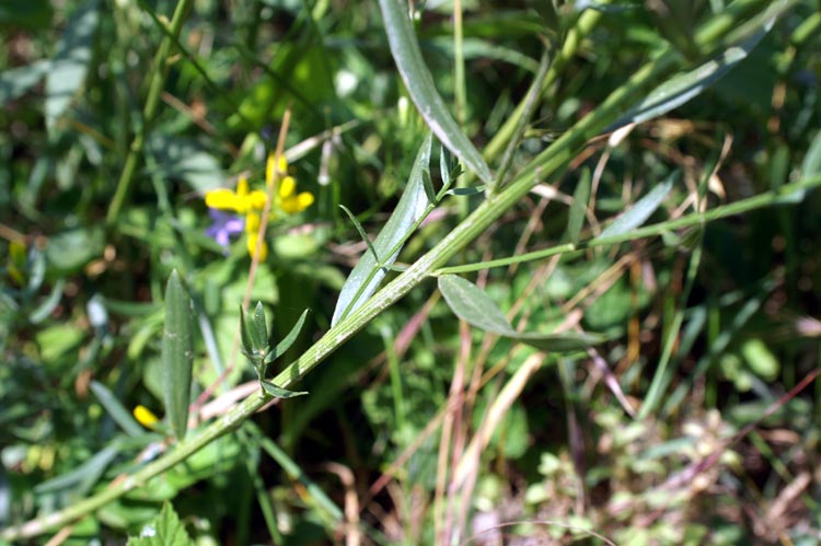 Genista tinctoria