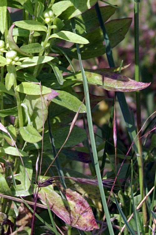 � un erigeron?- Erigeron cfr. annuus