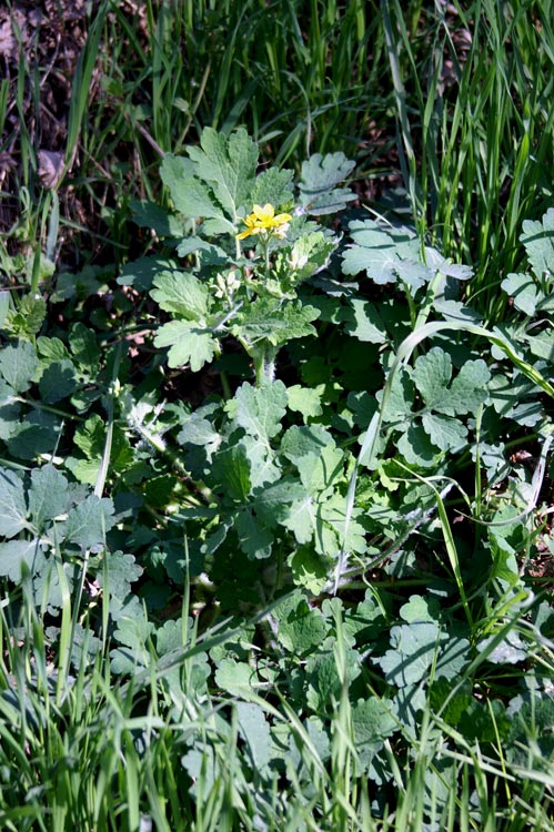 Chelidonium majus / Celidonia