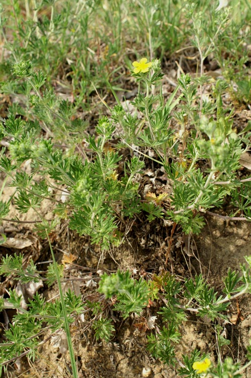 Potentilla argentea / Potentilla argentata