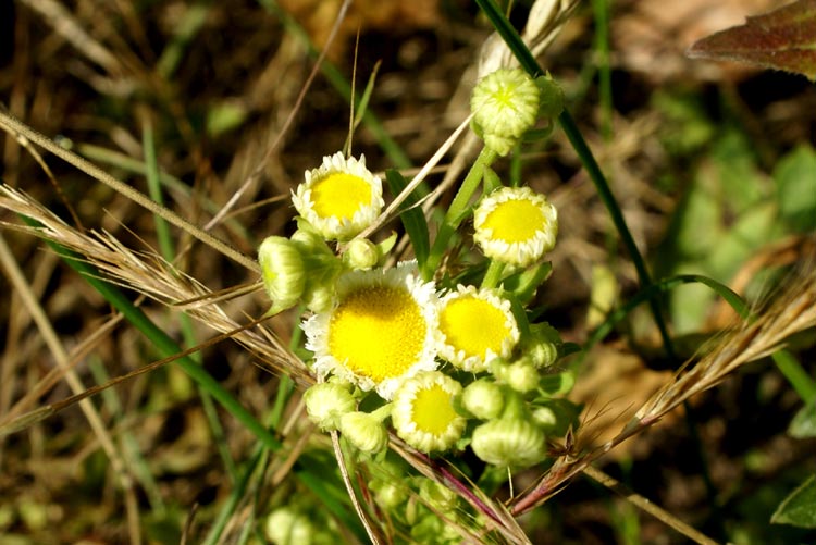 � un erigeron?- Erigeron cfr. annuus