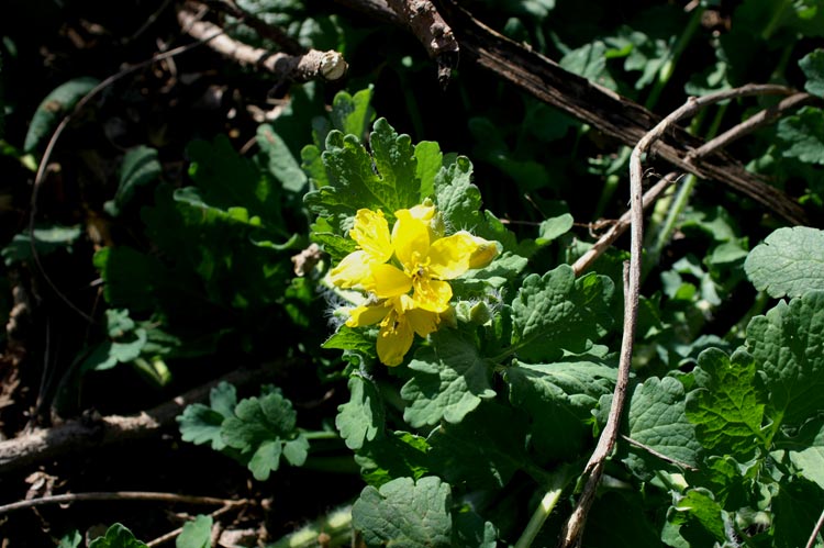 Chelidonium majus / Celidonia