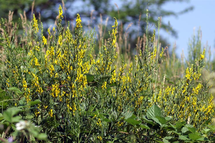 Genista tinctoria