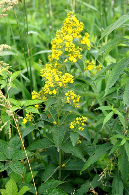 Lysimachia vulgaris / Mazza d''oro comune