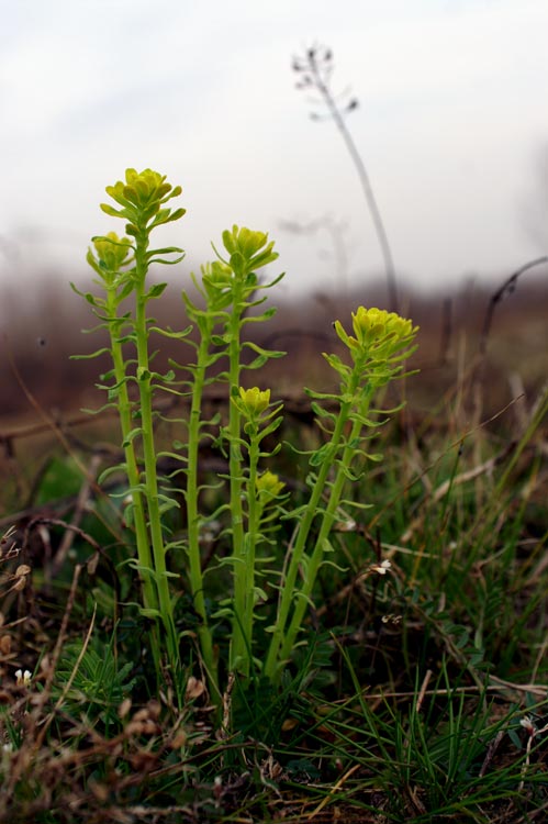 Euphorbia cyparissias / Euforbia cipressina