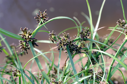 Cyperus fuscus / Zigolo nero