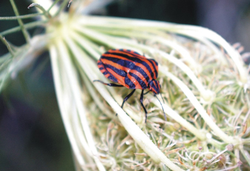 Dolycoris baccarum e Coreus marginatus