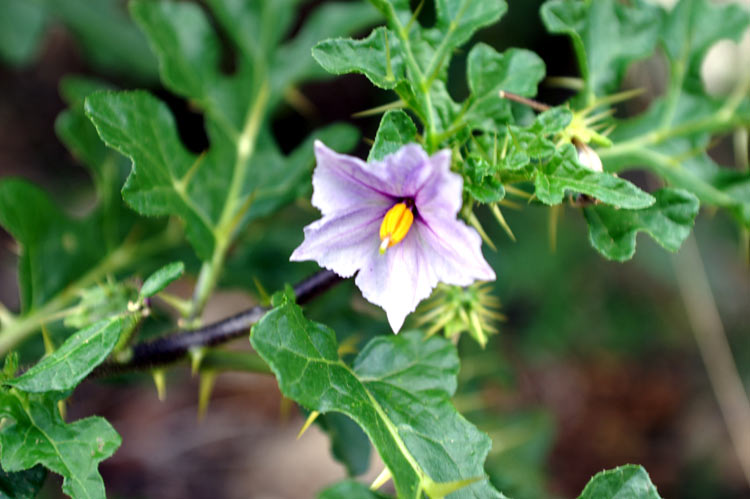 Solanum linnaeanum (=Solanum sodomaeum) / Pomo di Sodoma