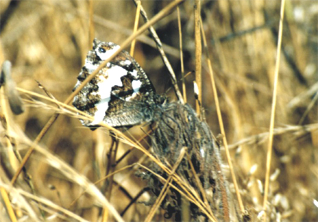 Kanetisa circe, Aporia crataegi, Heteropterus morpheus