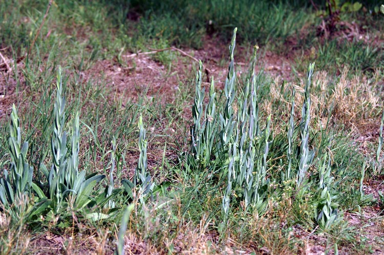 Turritis (=Arabis) glabra / Arabetta glabrescente