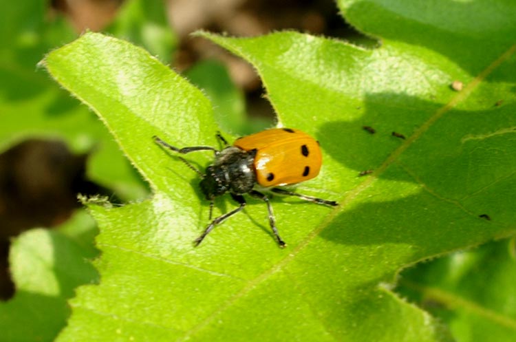 Lachnaia sexpunctata