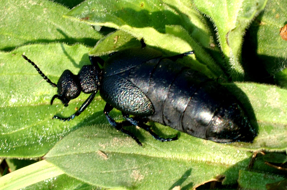 Meloidae: Meloe sp.