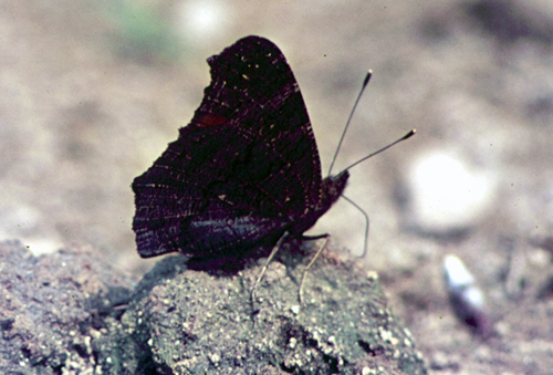 Kanetisa circe, Aporia crataegi, Heteropterus morpheus