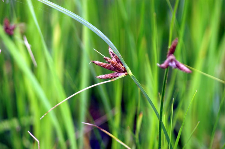 Bolboschoenus maritimus