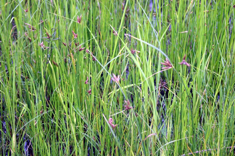 Bolboschoenus maritimus
