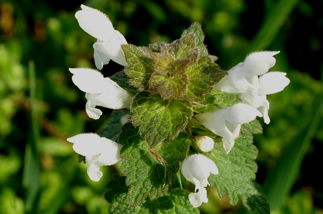 Lamium purpureum albino ...