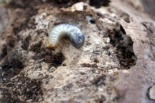 larva di coleottero - Protaetia cuprea