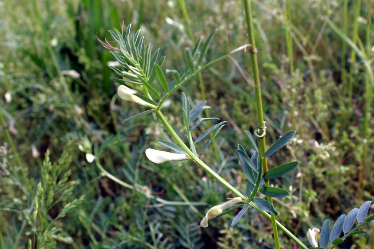 Vicia lutea  / Veccia gialla