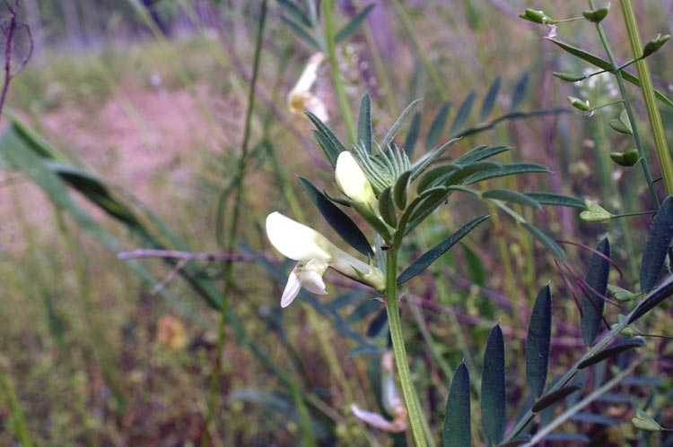 Vicia lutea  / Veccia gialla