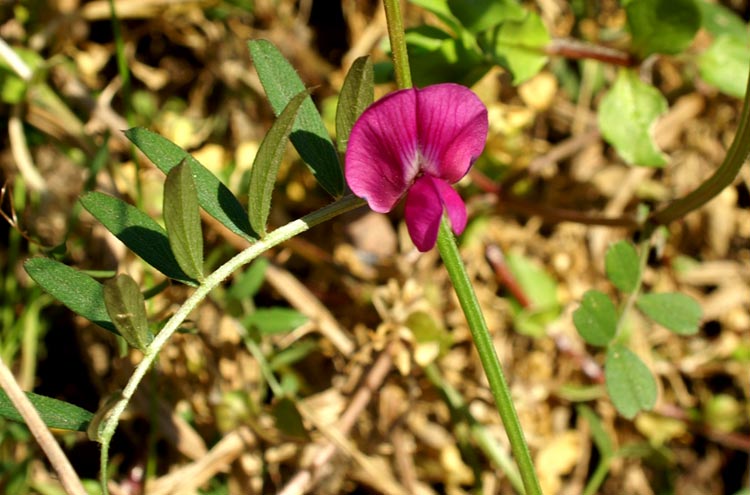 leguminosa - Vicia sativa