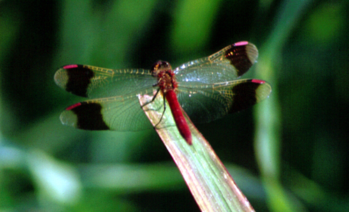 Sympetrum