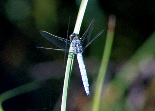 Crocothemis erythraea