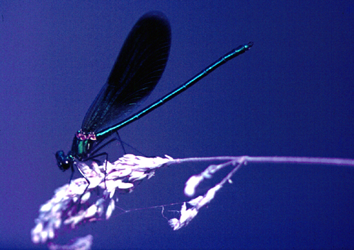 Calopteryx splendens