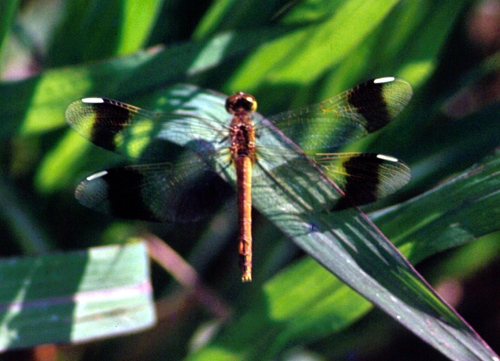 Sympetrum