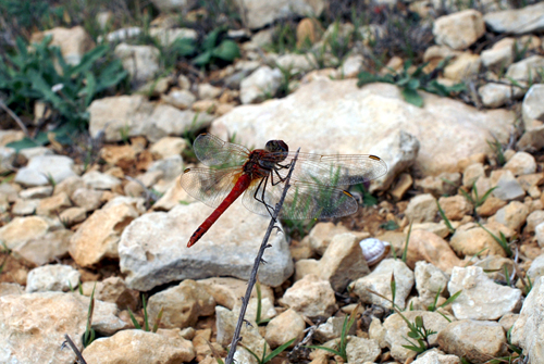 Sympetrum fonscolombii a Lampedusa