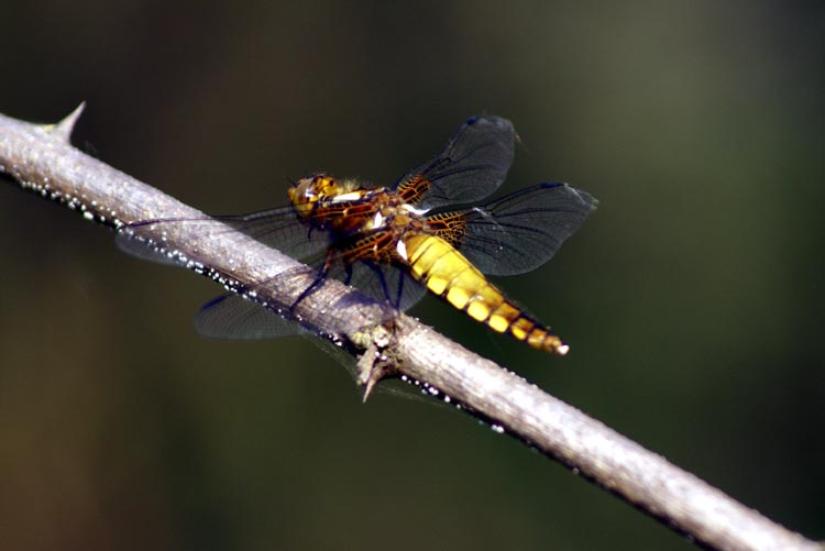 Libellula depressa (Odonata, Libellulidae)