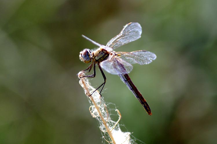 Sympetrum fonscolombii (Odonata, Libellulidae)