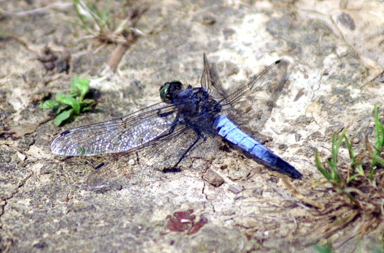 libellula da determinare - Orthetrum cancellatum