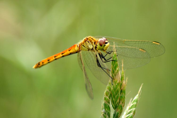 libellule: Sympetrum depressiusculum e Platycnemis pennipes