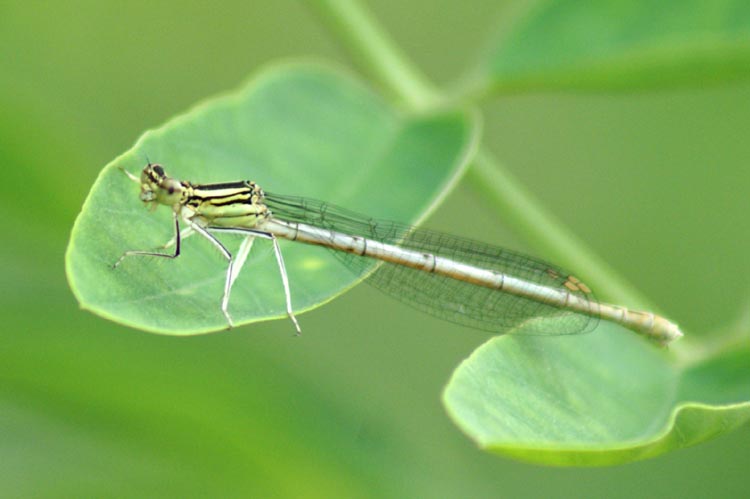 libellule: Sympetrum depressiusculum e Platycnemis pennipes