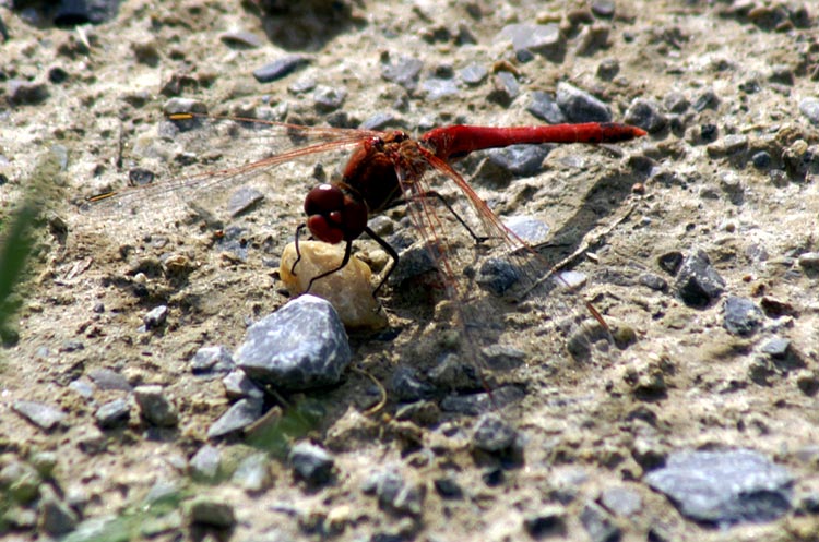Sympetrum albistylum e Libellula fulva